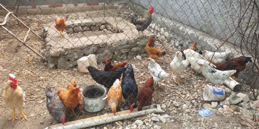 Christliche Farm Haiti